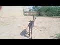 Krycie Koni Zimnokrwistych Sokólskich Skolo Donkey Vs Horse Donkey O Burro Donkey Sex Horse