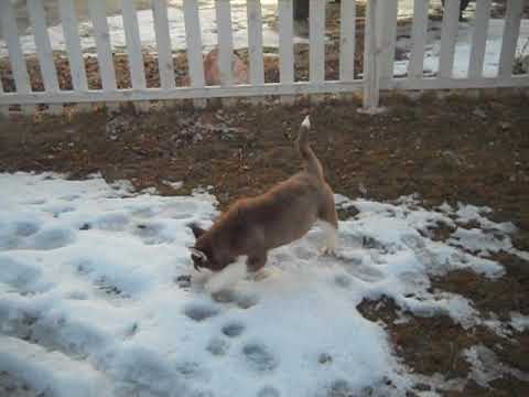 Eli at 10 weeks of age
