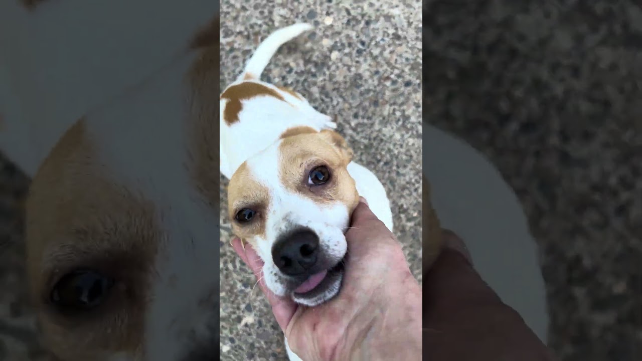Enlarge Sterling, a Adoptable Chihuahua in Tigard, OR video 5/5