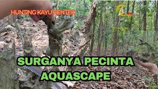 Download lagu BERBURU KAYU RENTEK DIHUTAN! BUAT AQUASCAPE AGAR NATURAL mp3