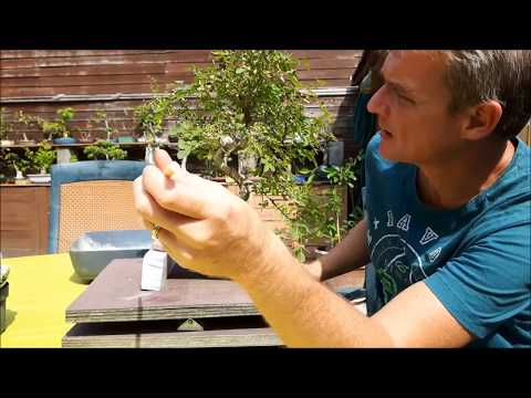 Fraxinus xanthoxyloides var. dumosa bonsai 1