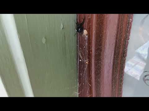 Male Black Widow Spider Waiting by the Front Door in Peapack, NJ