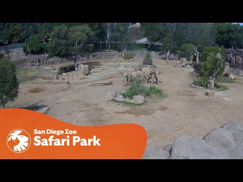 Elephants Form "Alert Circle" in Response to Earthquake at San Diego Zoo Safari Park