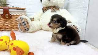 ハーフ犬の動画02