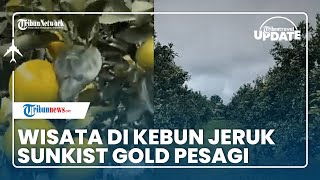 Tempat Wisata Hemat di Lampung, Bisa Gratis Makan Jeruk Sepuasnya di Kebun Jeruk Sunkist Gold Pesagi