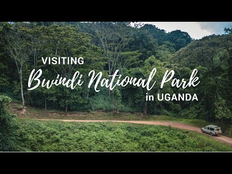 Visiting Bwindi 