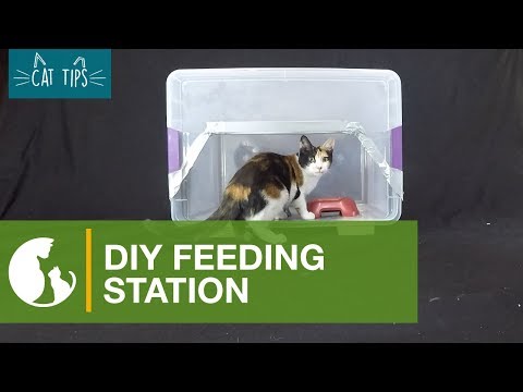 Cat Tips: DIY Feeding Station