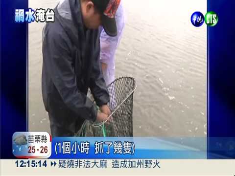雲林元長"泡水" 村民下田抓土虱