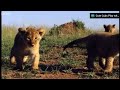 800 588 2300 Empire Today Meme Lions