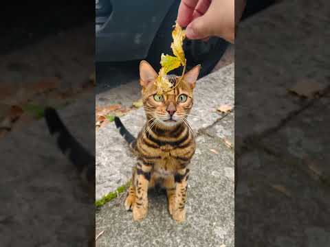 Non crederai a quanto costano questi gatti — e l’ultimo è quasi impossibile da possedere 😨
