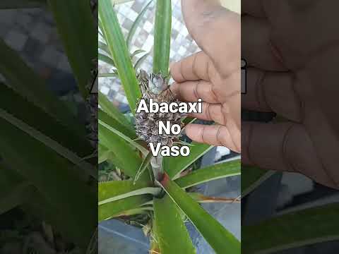 ABACAXI NO VASO