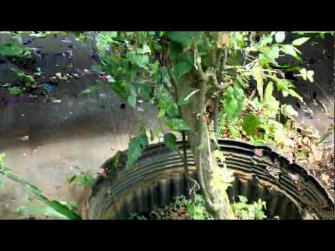 Native Hackberry Celtis occidentalis for Bonsai