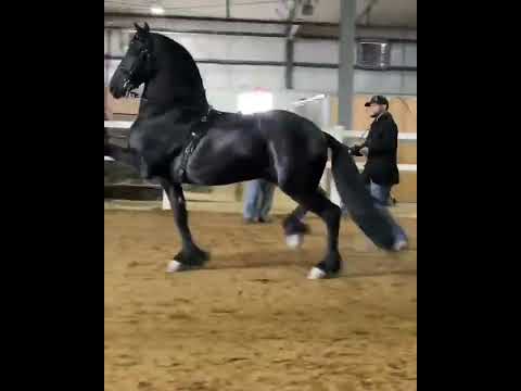 friesian horse 🐎nice black horse#caballo  #лошадь  #cheval #whatsappstatus #youtube #shortvideos