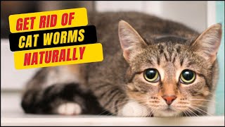 Home Remedies For Worms In Cats😾How to Get Rid Of Cat Worms
