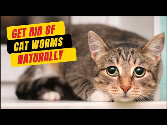 Is deworming necessary for cats?