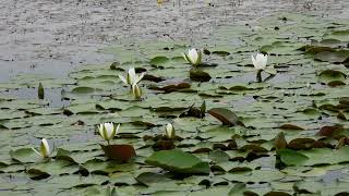 Flowers in full bloom 百花繚乱**【4K/30fps】-2025/6/2-