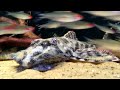 Spatuloricaria sp. `RIO NANAY` Spatuloricaria sp. `RIO NANAY`