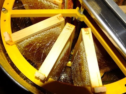 Apiculture: récolte du miel (désoperculation, extraction et filtration)