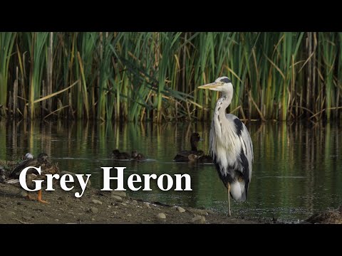 The Grey Heron
