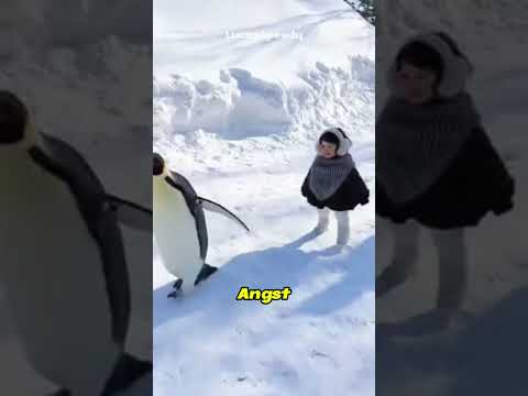 Deswegen solltest du niemals einen Pinguin anfassen! 😳