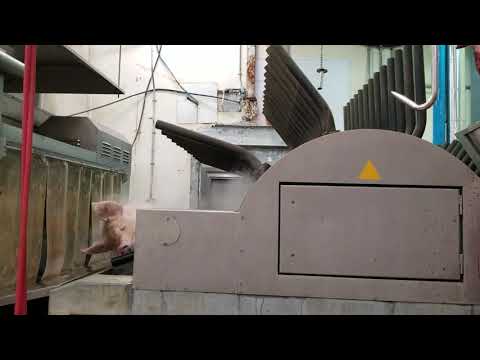 Mark Schad Online Hubert Haas Hog Scalder Dehairer Singeing