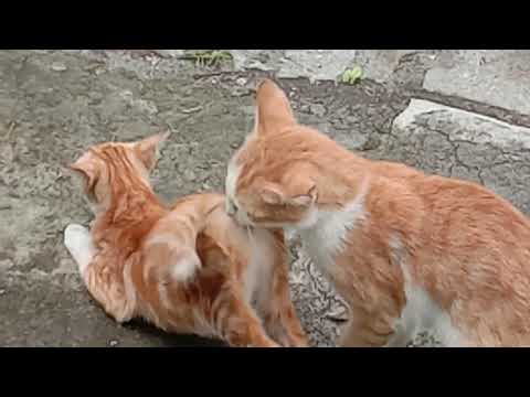 Kucing Kawin, Mating Cat #cats matingcats #catslover #pecintakucing #kucing