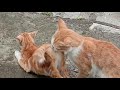 Kucing Kawin Mating Cat Cats Matingcats Catslover Pecintakucing Kucing