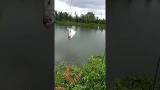 Download lagu ini umpan rahasia nya agar dapat bawal monster di kolam haji midan.. mp3