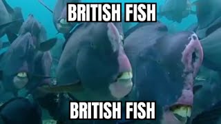 British Fish 🐟