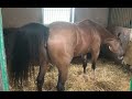 Mare Pees Horse Urinating Mare Is In Heat Beautiful Buckskin Horse