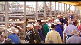 Download lagu Roma Sales Yard, located in Maranoa Shire, South West Queensland mp3 Download lagu Roma Sales Yard, located in Maranoa Shire, South West Queensland mp3