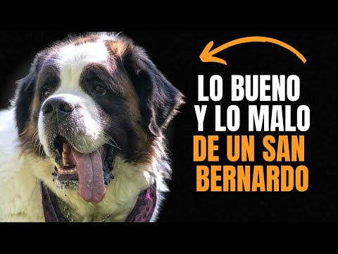 SAN BERNARDO: VENTAJAS Y DESVENTAJAS de tener uno.