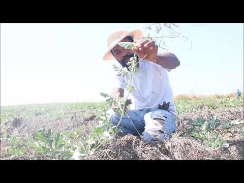 Pruning Watermelon Plants