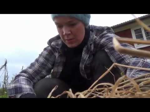 Så i en täckodlad bädd