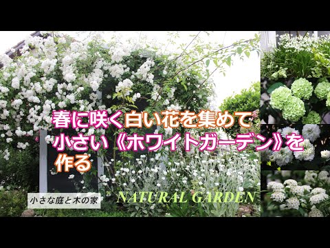ピンクの花を咲かせる低木: ロマンチックな庭園を作るユニークな 5 種  庭園