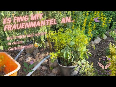 Es fing mit Frauenmantel an... und endete mal wieder in einem Gartenprojekt 😅