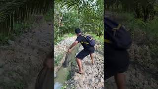 Download lagu Nyisir Parit Bekas Banjir Dapat Ikan Toman Monster 10 Kilo 😱 #shorts mp3 Download lagu Nyisir Parit Bekas Banjir Dapat Ikan Toman Monster 10 Kilo 😱 #shorts mp3