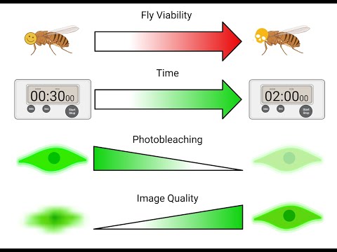 MBiol Supplementary Video
