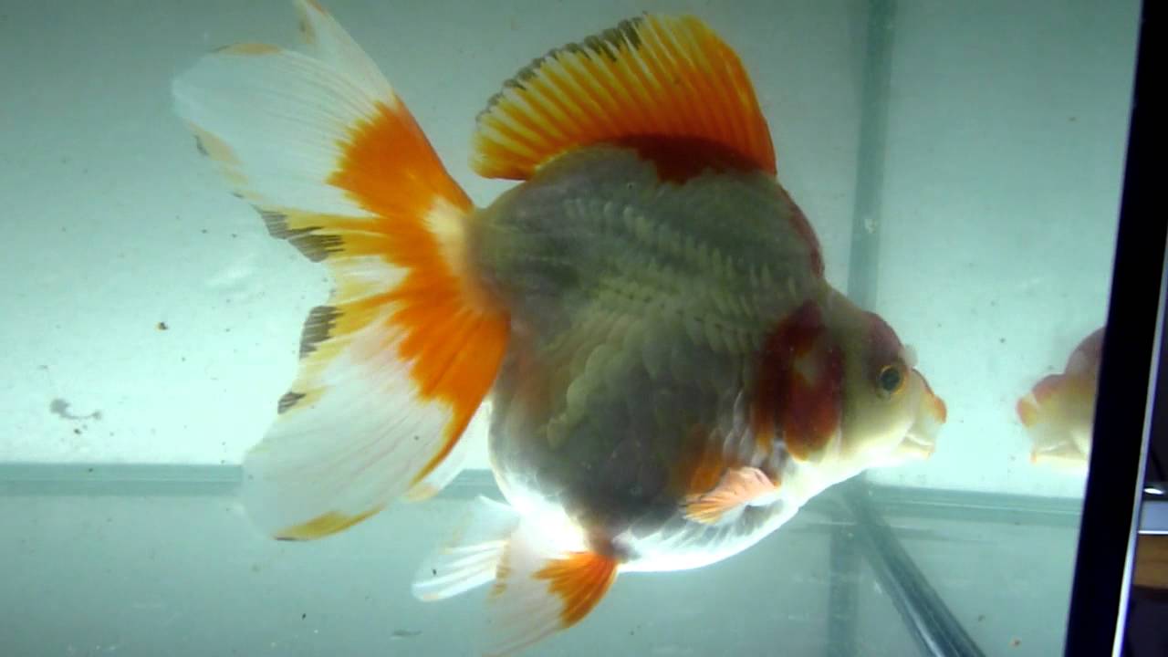 China Ryukin Goldfish Eli