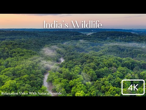 India Wildlife 4k | Animals of India | Relaxation Video with Natural Sounds
