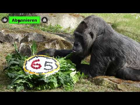 🎂 Special: 65.Geburtstag Gorilla Fatou - älteste Dame weltweit 13.4.2022 Zoo Berlin