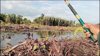 Download lagu RAWA BAYA SPOT WILL BE CONVERTED TO OIL PALM PLANTATION. mp3 Download lagu RAWA BAYA SPOT WILL BE CONVERTED TO OIL PALM PLANTATION. mp3