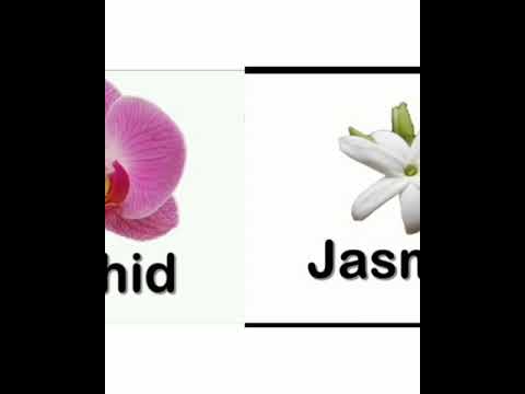 Learning different flowers for kids in English