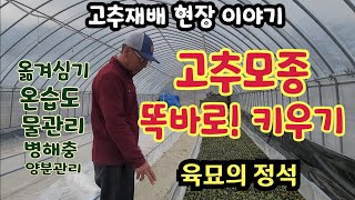 고추재배 현장이야기2. 농사의 기본 육묘관리 온습도 물관리 병해충 양분관리 명인에게 듣는 현장기술