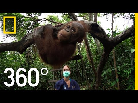 Orangutan School 360°