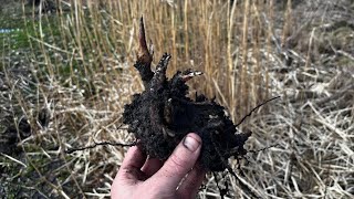 Miscanthus Giganteus: Splitting & Replanting - Will this work?