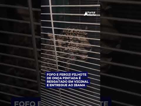 Filhote de onça pintada resgatado em Caroebe, interior de Roraima