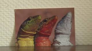 Against the Wind: How Lizards Endure Hurricanes