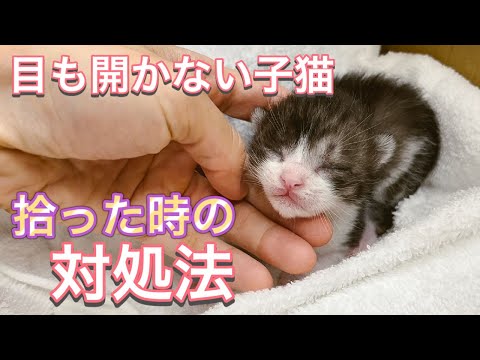 猫の離乳:いつ、どのようにして行うの?