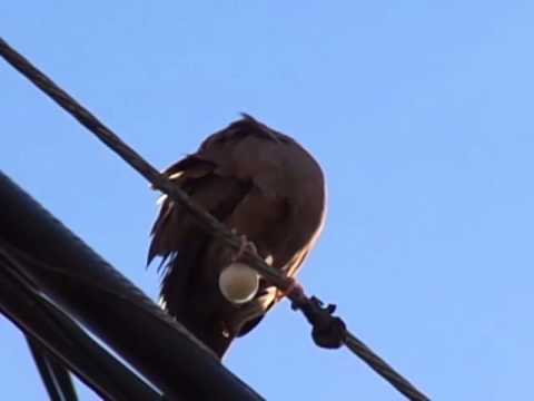 download lagu mp3 mp4 Pomba Rola, download lagu Pomba Rola gratis, unduh video klip Pomba Rola